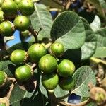 Cordia africana Froito