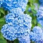 Hydrangea arborescensFlower