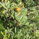 Pyracantha angustifolia Fruit