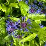 Centaurea montanaFlower