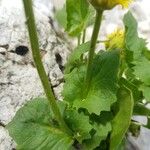 Doronicum grandiflorum Blad