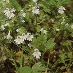 Euphrasia officinalis Цвят