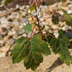 Acer rubrumFeuille