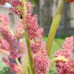 Rheum palmatum Flower