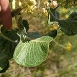 Asclepias arenaria Leaf