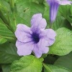 Ruellia tuberosa फूल