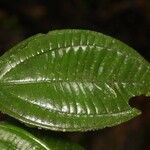 Henriettea duckeana Leaf