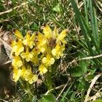 Pedicularis oederi Цвят