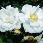 Rosa moschata Blomst