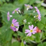 Primula malacoides Virág