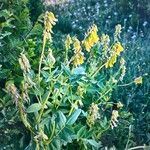 Astragalus frigidus Blüte