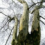 Platanus occidentalis Bark