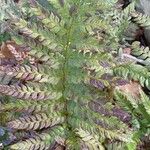 Polystichum rigens