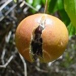 Capparis quiniflora Frukt