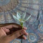 Zephyranthes candida Λουλούδι