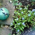 Myosotis sylvatica Fula