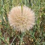 Tragopogon pratensis Fruit