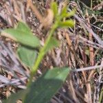 Boscia mossambicensis Blad