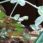 Begonia foliosa Цвят
