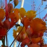 Caesalpinia pulcherrimaBlüte