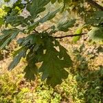 Quercus × rosacea Hoja
