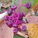 Phytolacca americanaVaisius