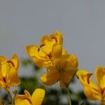 Senna surattensis फूल