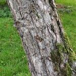 Pinus thunbergii Bark