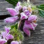 Phlomoides tuberosa 花
