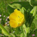 Abutilon theophrasti Blomst