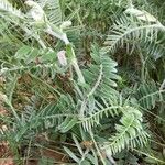 Vicia incana Leaf