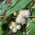 Callicoma serratifolia 花