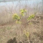 Triadica sebifera Blad