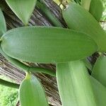 Vanilla planifolia 叶