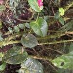 Cavendishia complectens Leaf