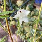 Hibiscus trionum Virág