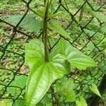 Dioscorea oppositifolia برگ