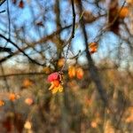 Euonymus latifolius Ffrwyth