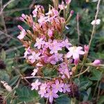 Centaurium littoraleBloem