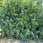Rubus armeniacus Elinympäristö