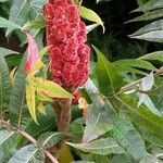 Rhus typhinaঅন্যান্য