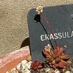 Crassula pubescens Blomst