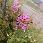 Epilobium angustifoliumFlower