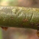 Capirona macrophylla Bark