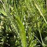 Achillea setacea Liść