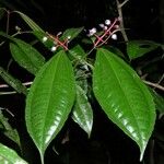 Miconia lateriflora Іншае