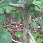 Commiphora glandulosa बार्क (छाल)