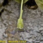 Pinguicula crystallina Bark