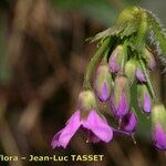 Primula matthioli Flower