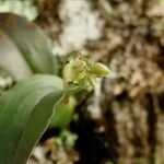 Polystachya cultriformis Цвят